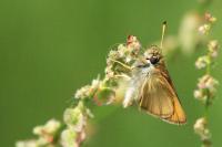 Thymelicus lineola