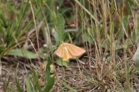 Lythria cruentaria