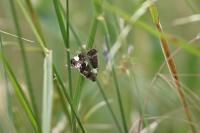 Tyta luctuosa