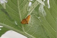 Camptogramma bilineata