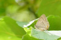 Quercusia quercus