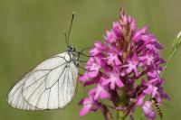 Aporia crataegi