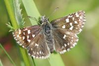 Pyrgus malvae