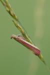 Oncocera semirubella