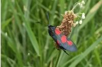 Zygaena trifolii