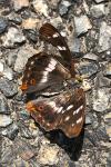Apatura ilia