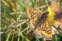 Euphydryas aurinia aurinia