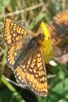 Euphydryas aurinia aurinia