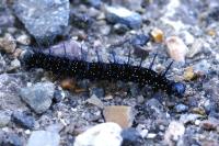 Aglais io