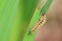 Orgyia antiqua