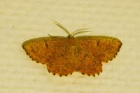 Angerona prunaria