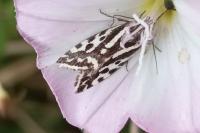 Emmelia trabealis