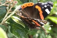 Vanessa atalanta