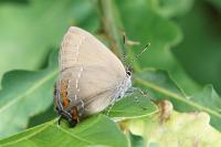 Satyrium ilicis