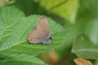 Satyrium ilicis