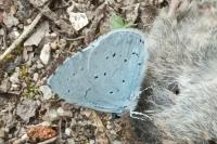 Celastrina argiolus