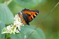 Aglais urticae