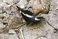 Limenitis camilla