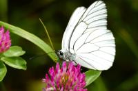Aporia crataegi