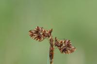 Boloria dia