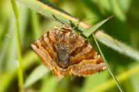 Euclidia glyphica