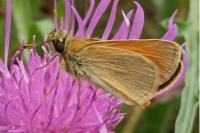 Thymelicus sylvestris