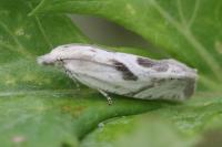 Eucosma metzneriana