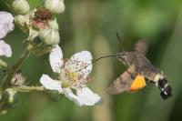 Macroglossum stellatarum