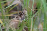 Autographa gamma