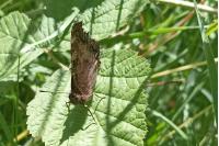Nymphalis polychloros