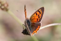 Lycaena phlaeas