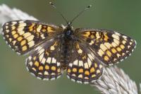 Melitaea athalia