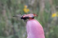 Zygaena sarpedon