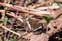 Limenitis camilla