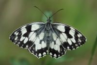Melanargia galathea