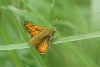 Ochlodes sylvanus