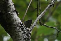Quercusia quercus
