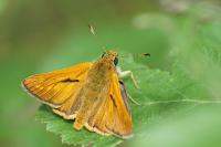 Ochlodes sylvanus