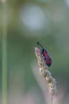 Zygaena filipendulae