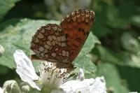 Melitaea athalia