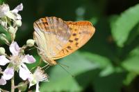 Argynnis paphia