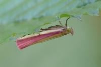 Oncocera semirubella