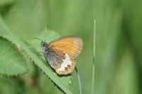 Coenonympha arcania