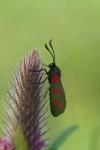 Zygaena filipendulae