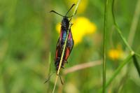 Zygaena trifolii