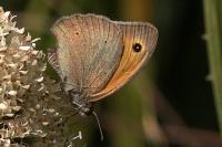 Maniola jurtina