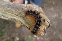 Lymantria dispar