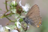 Satyrium ilicis