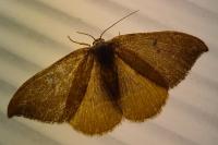 Watsonalla binaria