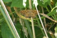 Ematurga atomaria